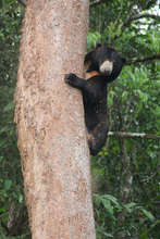 Expert tree climbers