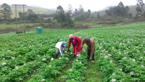 Thanda Community Gardens