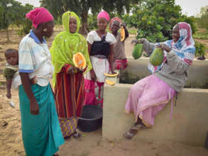 Harvesting delicious papaya in Darou Diadji