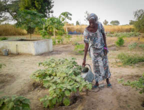 Oumy watering in the Thieneba garden