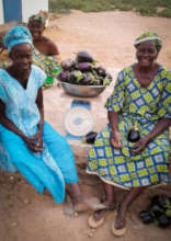 Eggplant is a favorite crop in Senegal