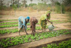 Lettuce thrives during the cool season