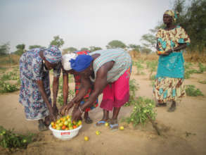 Harvesting tomatoes in Keur Daouda
