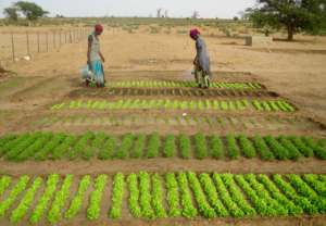 With water, women can grow lettuce year-round