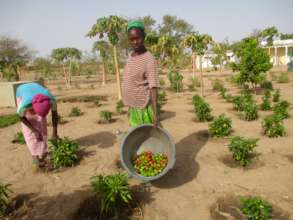 Women in Darou Diadji harvest tomatoes