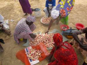 Onions are an important dry season crop