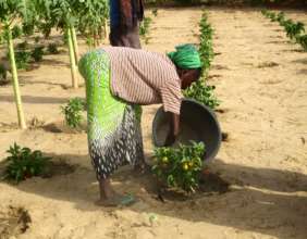Women water vegetables twice daily in hot weather