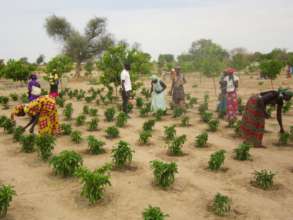 Weeding pepper plants in Darou Diadji