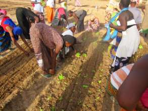 Technicians teach women to transplant seedlings