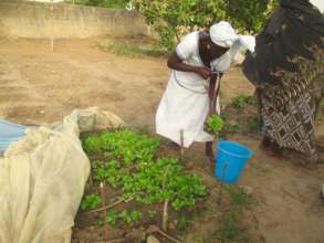 Transplanting lettuce seedlings
