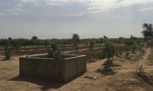 Thriving garden in Darou Diadji