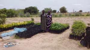 Thriving tree seedlings in the Darou Diadji garden