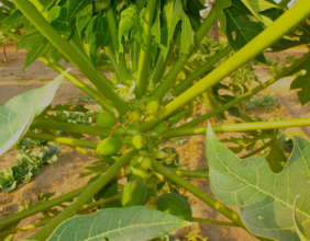 Young papayas in the Walo garden