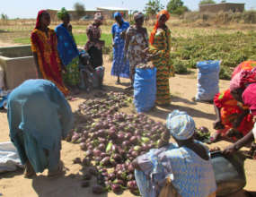 Darou Diadji's abundant eggplant harvest