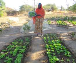 Growing lettuce in the dry season is now possible