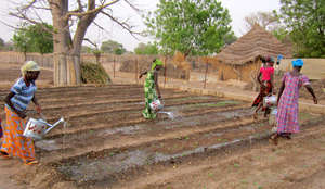 Women water at least twice daily