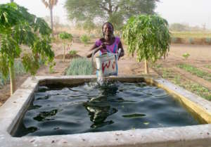 Gathering water from a basin in the Walo garden