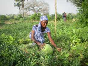 Harvesting watermelons during the rainy season