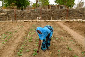 Woman weeding vegetables in the garden site