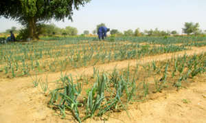 Thriving onion seedlings in Darou Diadji garden