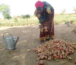 Onions are an important dry season crop in Senegal