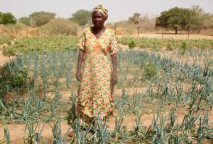 A thriving onion bed in Darou Diadji