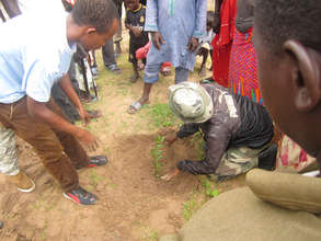 Trees will provide shade, shelter, and food