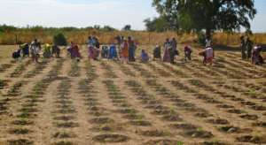Cooperative members transplant tomato seedlings
