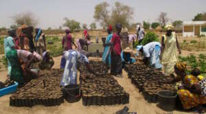 Preparing tree seedling sachets in Darou Diadji
