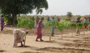 Caring for papaya trees in the Darou Diadji garden