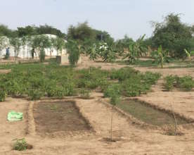 Banana trees in the Darou Diadji garden
