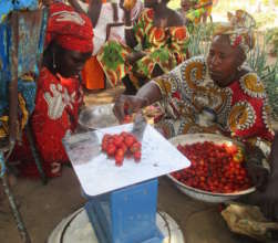 Cooperative members weigh the tomato harvest
