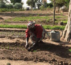 Transplanting mint seedlings in Walo