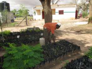 Seedlings are planted throughout the village