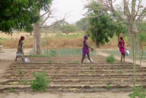 Watering newly planted vegetable seedlings in Walo