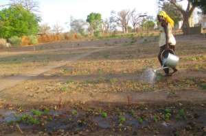 Seedlings are watered twice daily in hot weather