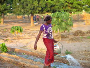 Watering seedlings in Walo