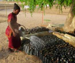 Seedlings are hand-watered during the dry season