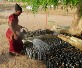 Tree sachets are watered regularly