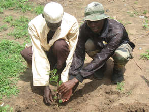 The communities have planted hundreds of trees