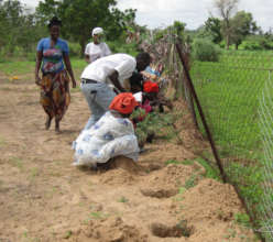 Saplings planted to form living fences in future