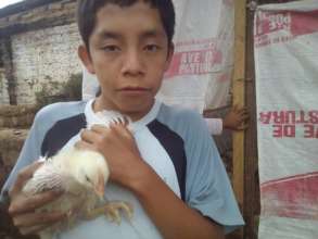 Earning chickens for the grandparents