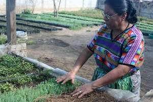 Work in the nursery