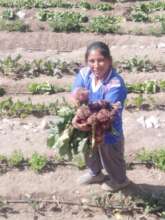 Beetroots for the elderly in Peru