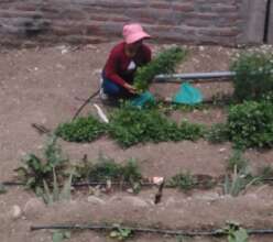 Harvest for the elderly