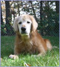 Odie