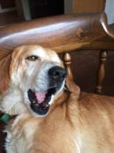 Zsa Zsa says "Thank you!"
