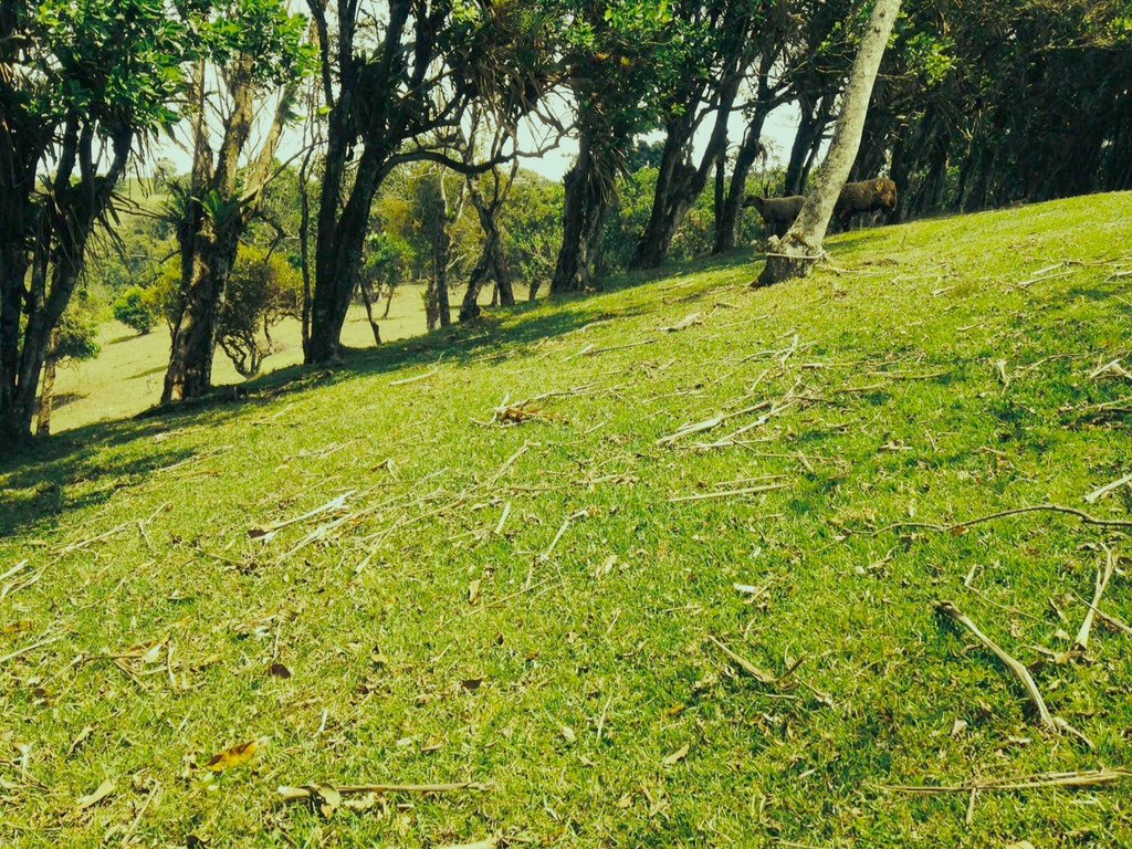 Engaging Minds: Planting Trees, Inspiring Youth