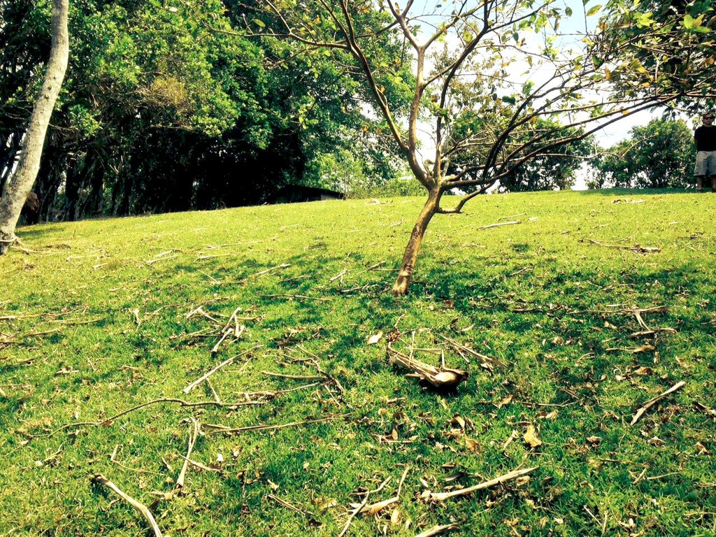 Engaging Minds: Planting Trees, Inspiring Youth