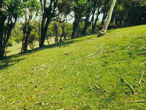 The Planting Site